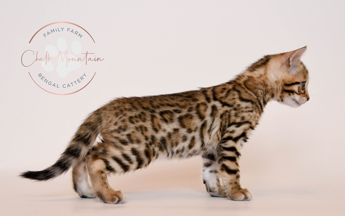Bengal kitten for sale